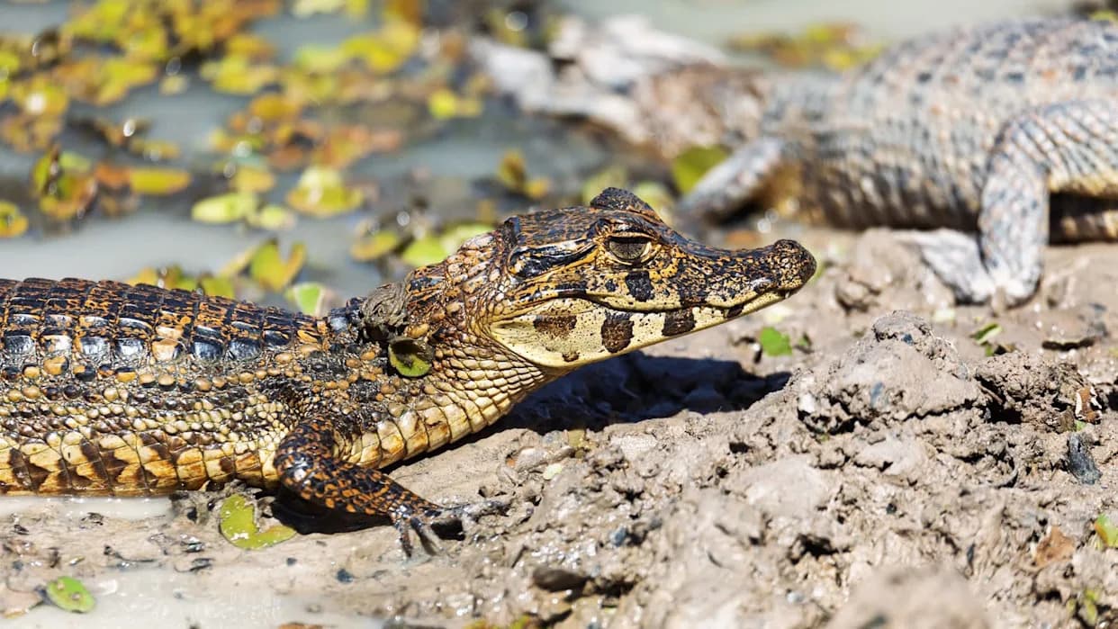 Ne samo aligatori: invazivni očnati kajmani tiho osvajaju Južnu Floridu