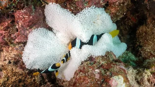 NOAA: Četvrti Rekordni Globalni Talas Izbeljivanja Korala (84% Grebena) Verovatno Okončan Sredinom 2025.