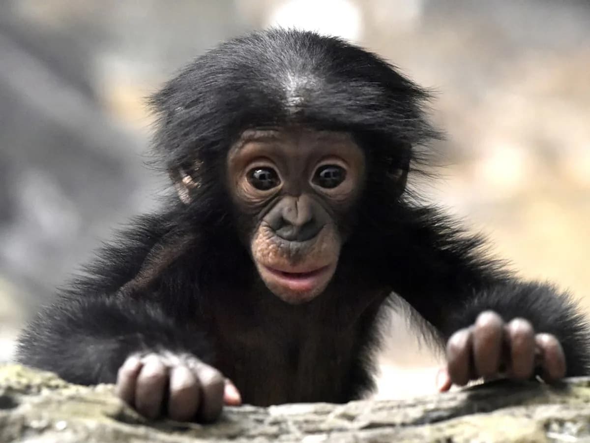 Bonobo Kanzi Igra 'Čajanku': Studija Podiže Pitanja O Tome Da Li Je Mašta Isključivo Ljudska