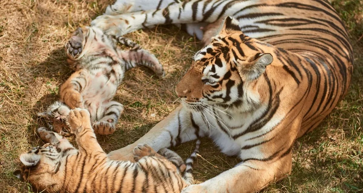Neobično i dirljivo: Dve tigrice zajedno čuvaju mladunce u BBC Earth dokumentarcu