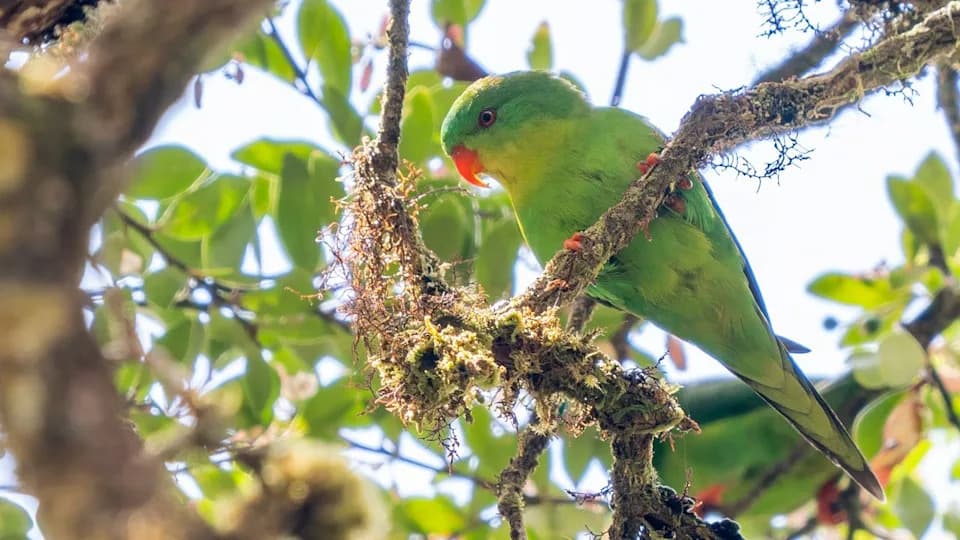 Plavo-čelni lorikeet ponovo uočen: jasne fotografije tek drugi put posle 100+ godina
