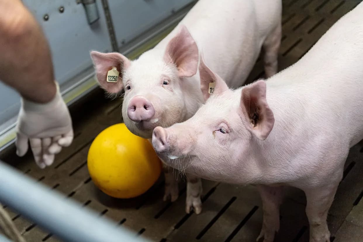 Istorijska ksenotransplantacija u Kini: pacijentu presađena dva bubrega i cela jetra svinje