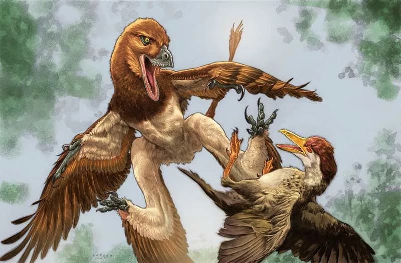 Otkriven Pernati „Raptor“ Jian changmaensis — Klizio Je Na Četiri Krila I Verovatno Lovio Ptice