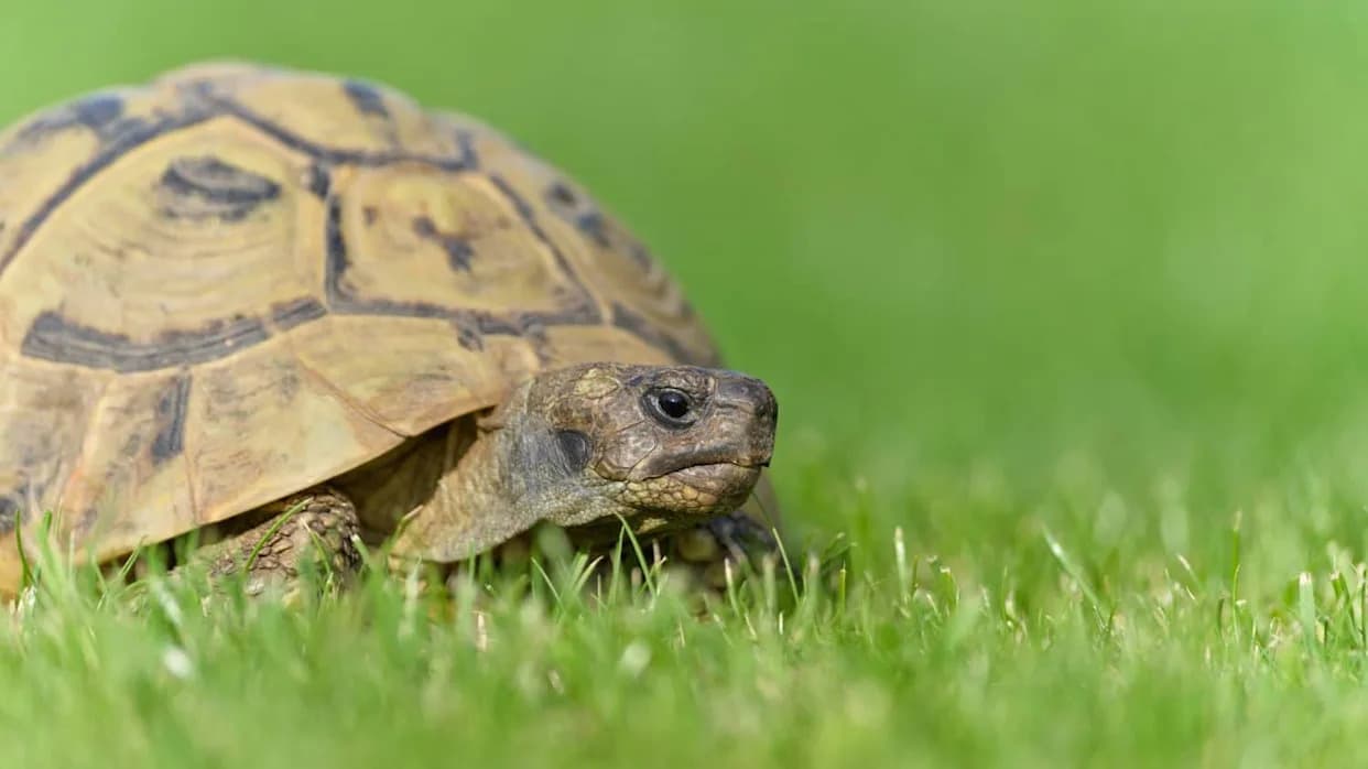 Nema Predatora, Mnogo Hrane — Pa Zašto Hermannove Kornjače Nestaju Sa Golem Grada?