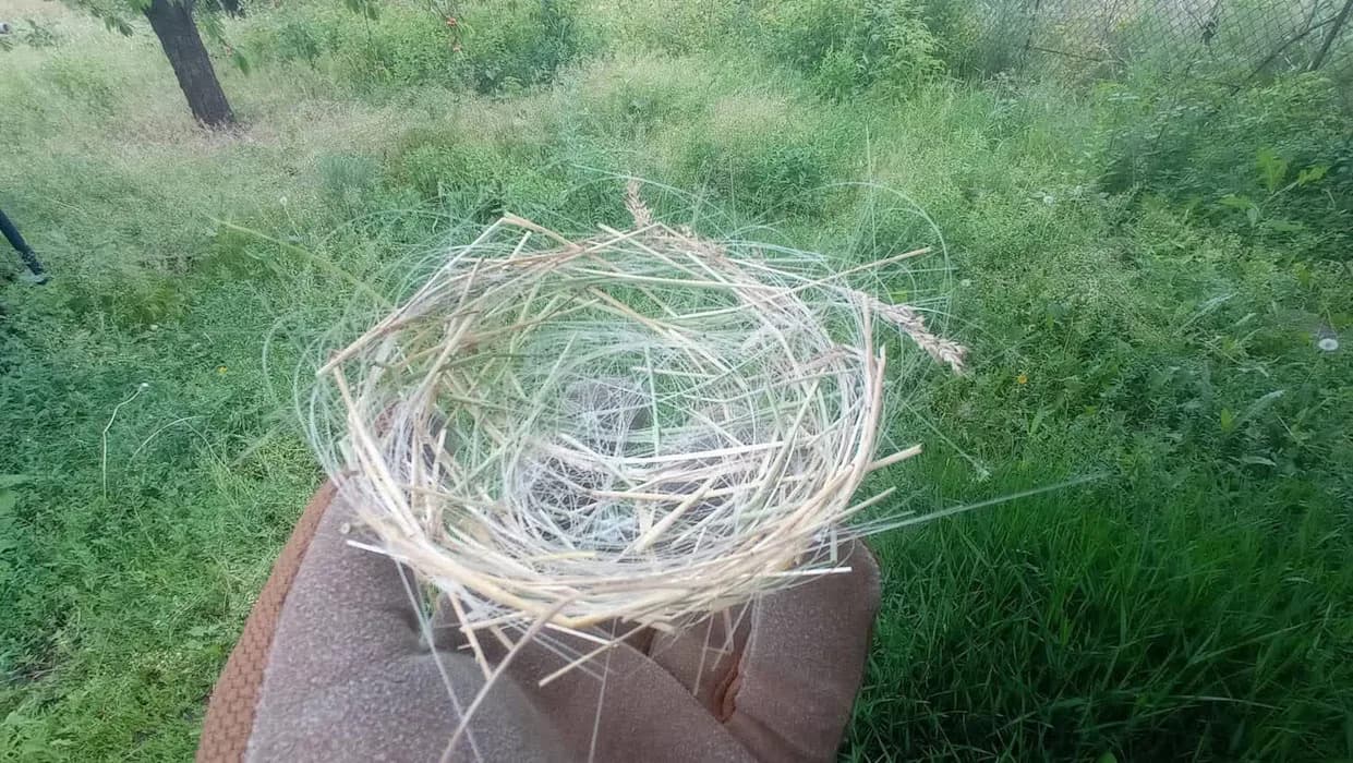 Apokaliptično gnezdo: Ptice u Donbasu tka gnezda od optičkog vlakna iz dronova