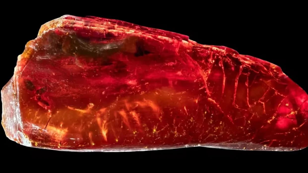 Vekovima Sakriveni Insekti u Goetheovoj Zbirci: Sinhrontronsko 3D Skeniranje Otkrilo Izuzetno Očuvanog Mrava