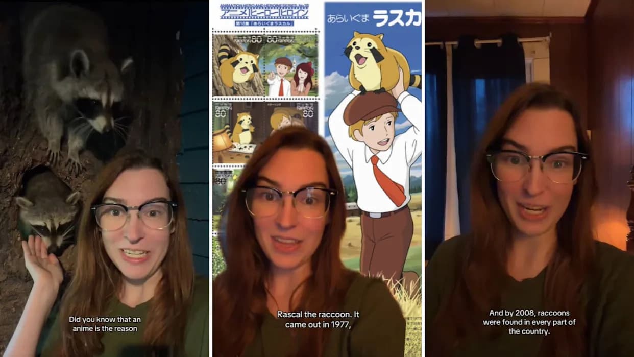 Kako je anime iz 1977. pokrenuo invaziju rakuna u Japanu — posledice za prirodu i kulturnu baštinu