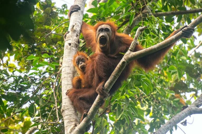 Klima-pokrenuto klizište ubilo 58 Tapanuli orangutana — najređi veliki majmun još bliže izumiranju