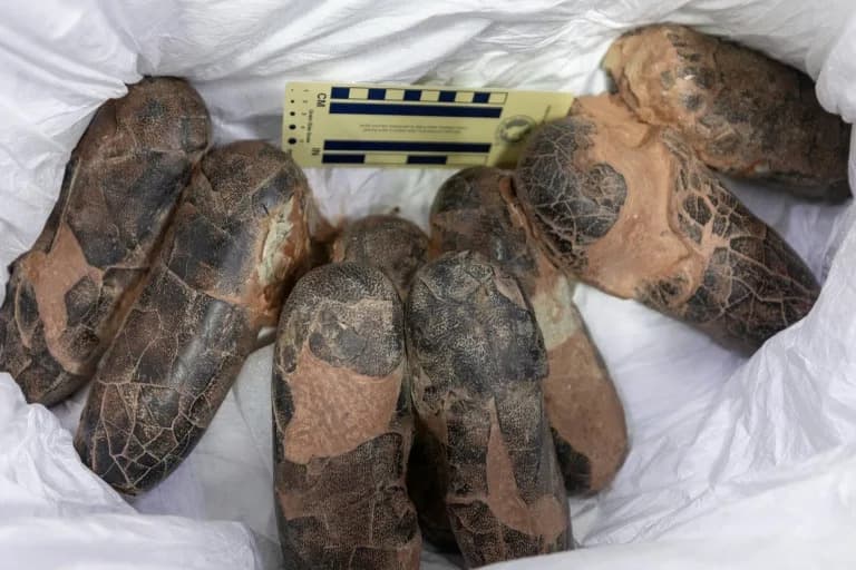 Posle 20 Godina: Retki Skelet Tarbosaurus Bataar i 28 Grupa Fosila Vraćeni U Mongoliju
