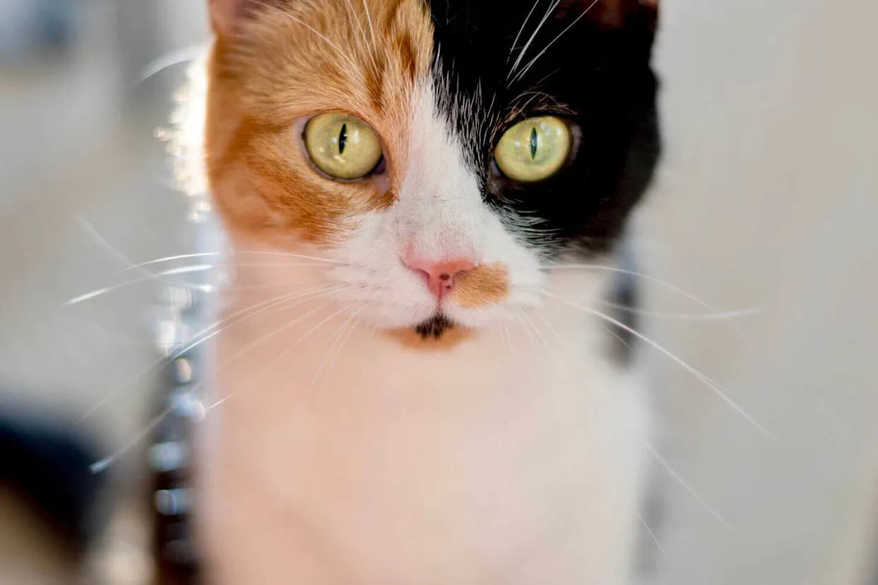 Kako Jedan Genetski „Prekidač“ Stvara Narandžaste, Calico I Tortoiseshell Mačke
