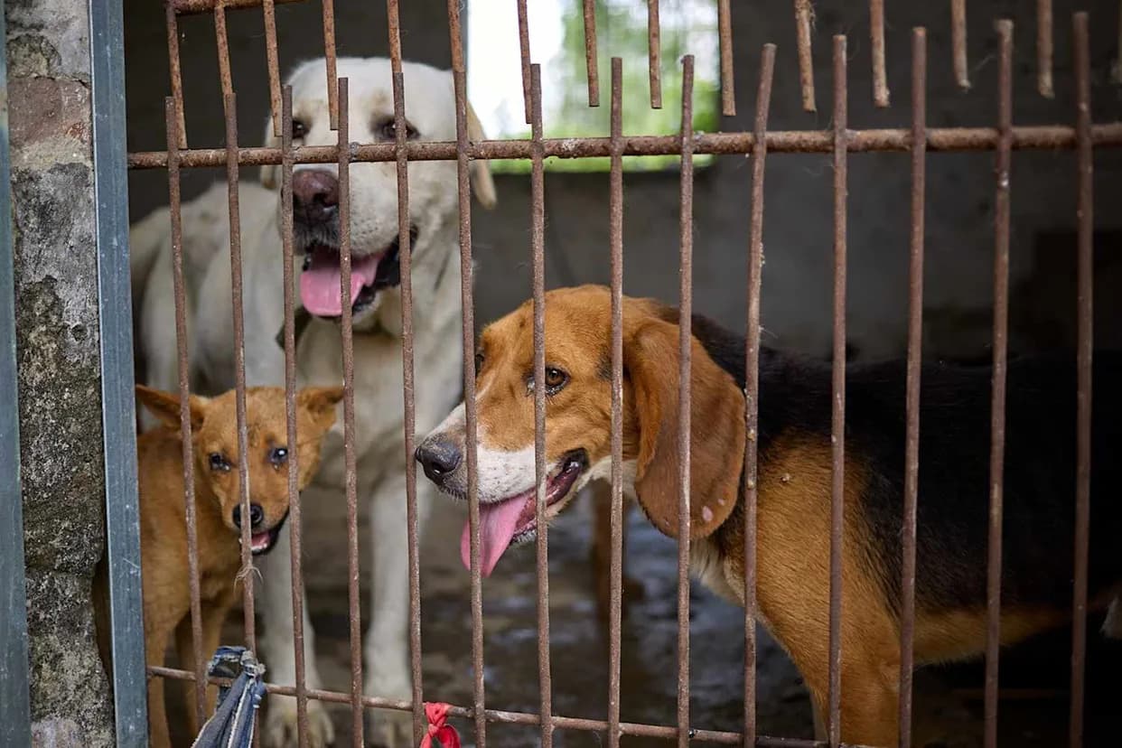 Zatvorena Klanica Pasa U Yulinu: Spašeno Devet Ljubimaca Pred Kontroverzni Festival