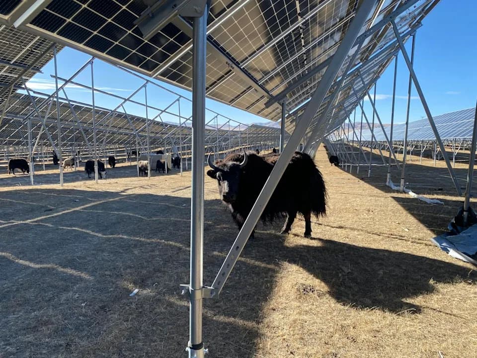 Kako solarne i vetroelektrane na Tibetskoj visoravni menjaju živote nomada