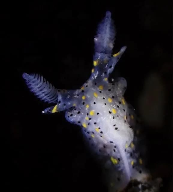 Morska Sluzanka Veličine Susamovog Zrna Otkriva Skriveni Biodiverzitet Tajvana