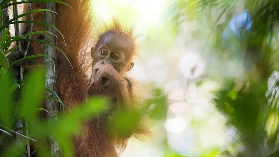 Ciklon Pojačan Klimatskim Promenama Ubio 7% Tapanuli Orangutana — 58 Jedinki Za Četiri Dana