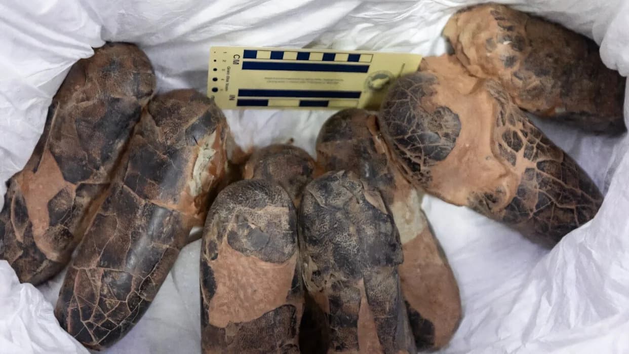 29 Kompleta Dinosauruskih Fosila Vraćeno Mongoliji — Među Njima Polu‑kompletan Tarbosaurus