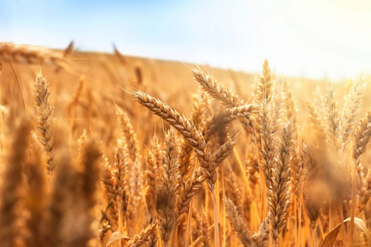 Regenerativne farme u Francuskoj izgubile znatno manje prinosa u suši — dovoljno pšenice za 130 miliona bageta