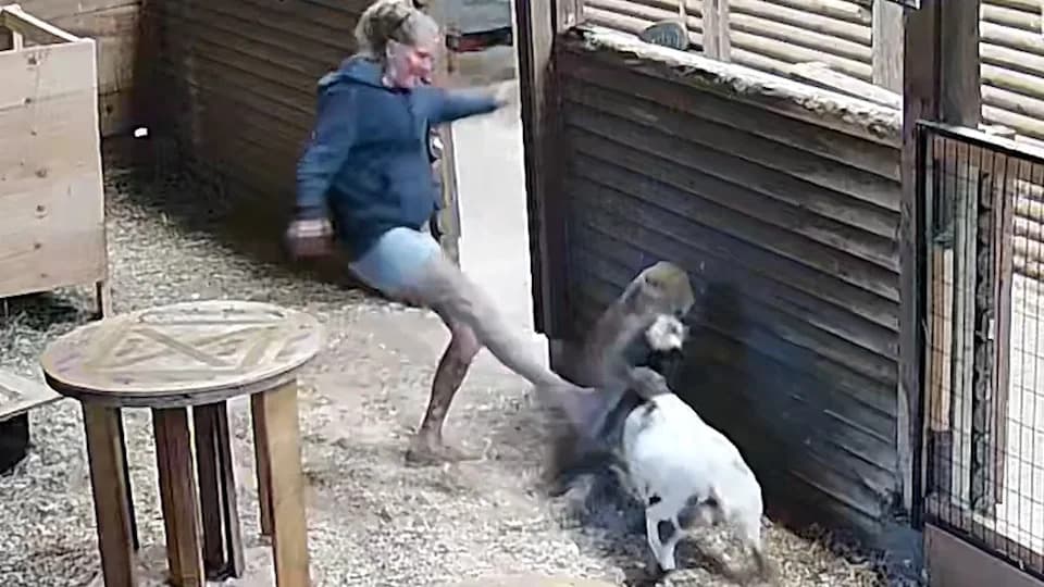 Hrabrost u štali: Vlasnica iz Britanske Kolumbije oterala pumu i spasila nigerijsku patuljastu kozu