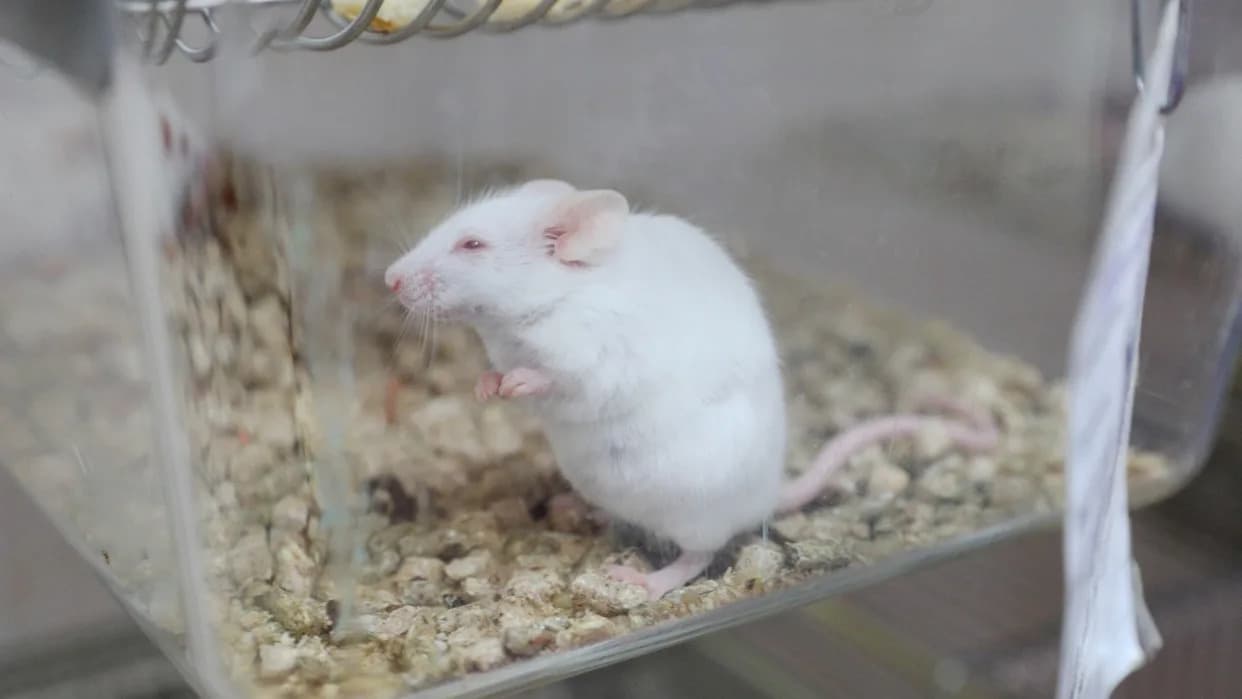 Eksperimentalni sastojak Compound 10 produžava život miševima ciljajući protein GRK2