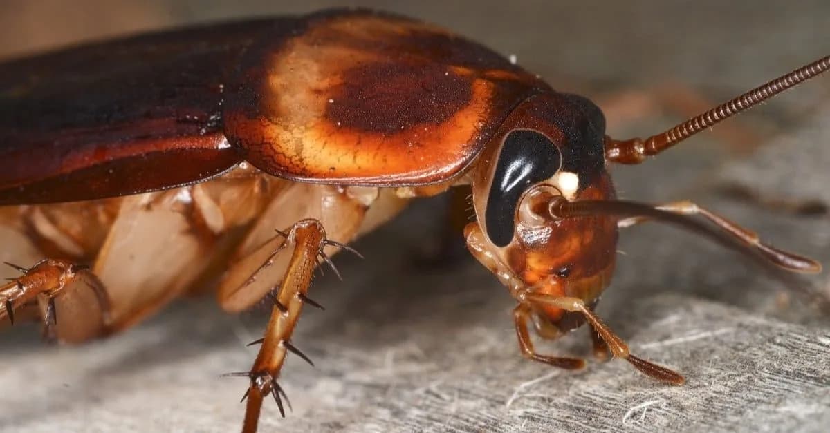 Urbana Toplota Prisiljava Insekte Na Brzu Evoluciju — Promene U Godinama, Ne U Milenijumima