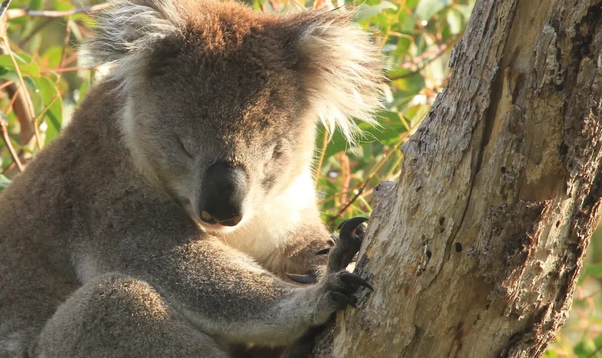 DNK analiza menja istoriju koala: Pad populacije počeo pre ~100.000 godina, pre dolaska ljudi