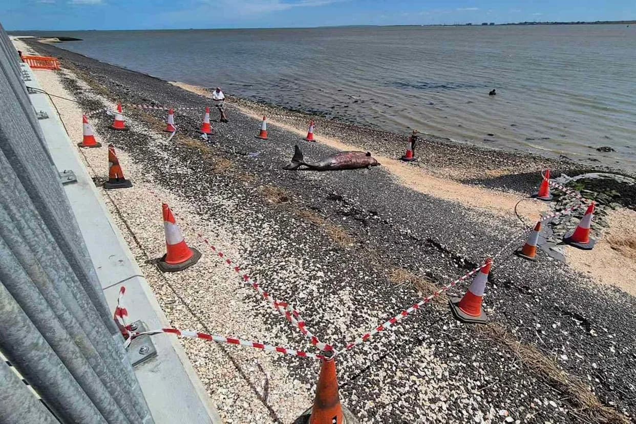 Retki Sowerby's Kit Nasukan na Canvey Islandu — Vlasti Blokirale Plažu, Planira Se Nekropsija