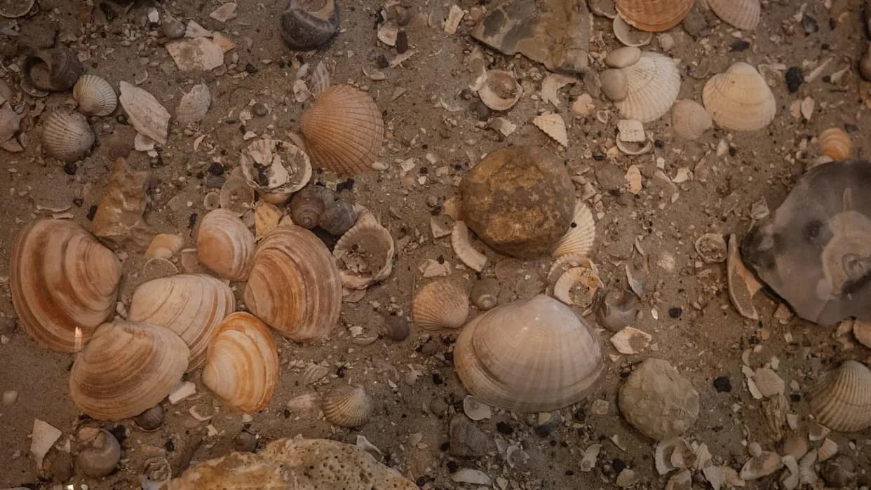 Drevne stene otkrivaju kako rast planina možda omogućio životinjama da prave ljuske
