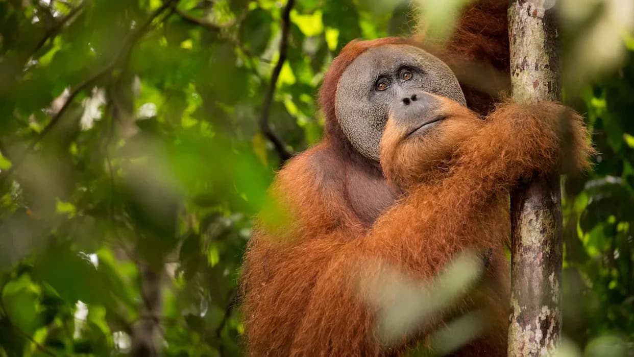 Ekstremne padavine i klizišta ubile 58 Tapanuli orangutana — oko 7% populacije u četiri dana