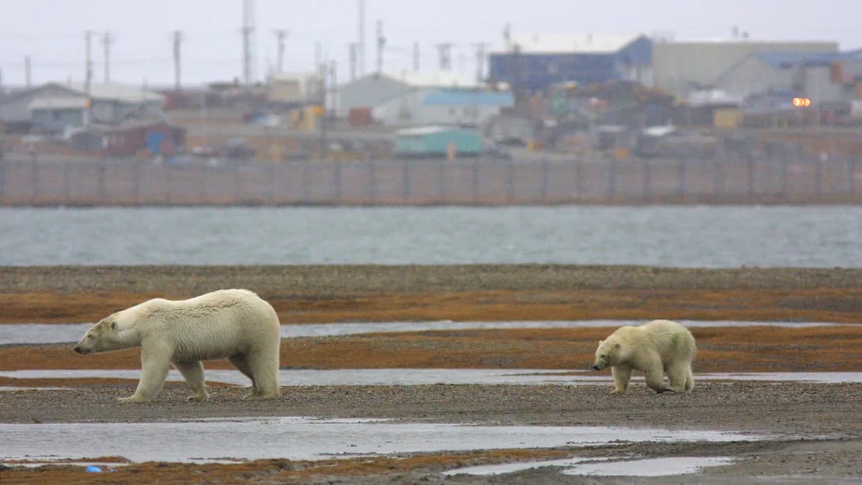 Bear-dar: Radar Sa AI Koji Već Sprečava Sukobe Sa Polarnim Medvedima Na Arktiku
