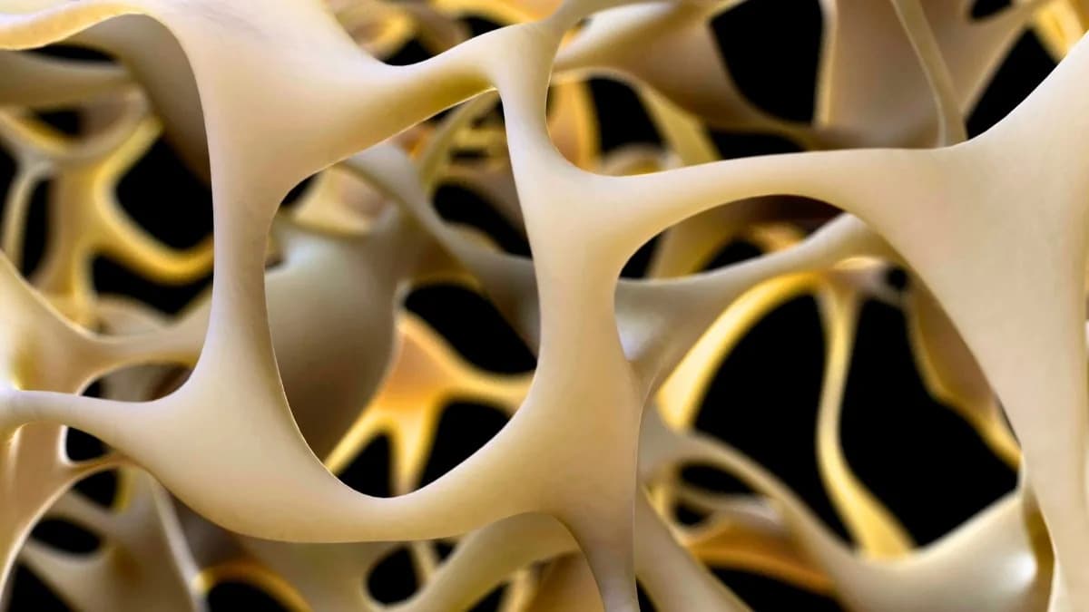 Otkriven Receptor GPR133 Koji Može Ojačati Kosti — Nada Za Borbu Protiv Osteoporoze