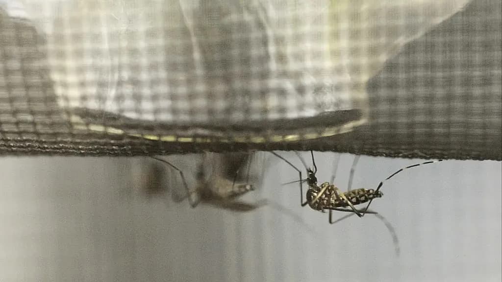 Francuska pušta milione sterilnih tigrastih komaraca — novi alat u borbi protiv denge, zike i chikungunye