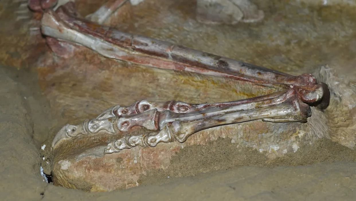 Mongolija Vratila Retki Skelet Tarbosaurus bataar i 28 Grupa Fosila Nakon 20 Godina