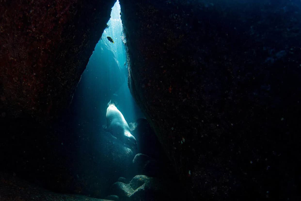 Turizam Goni Mediteranske Medvedice u „Bubble Cave“ — Neočekivano Sklonište Otkriveno Na Formiculi