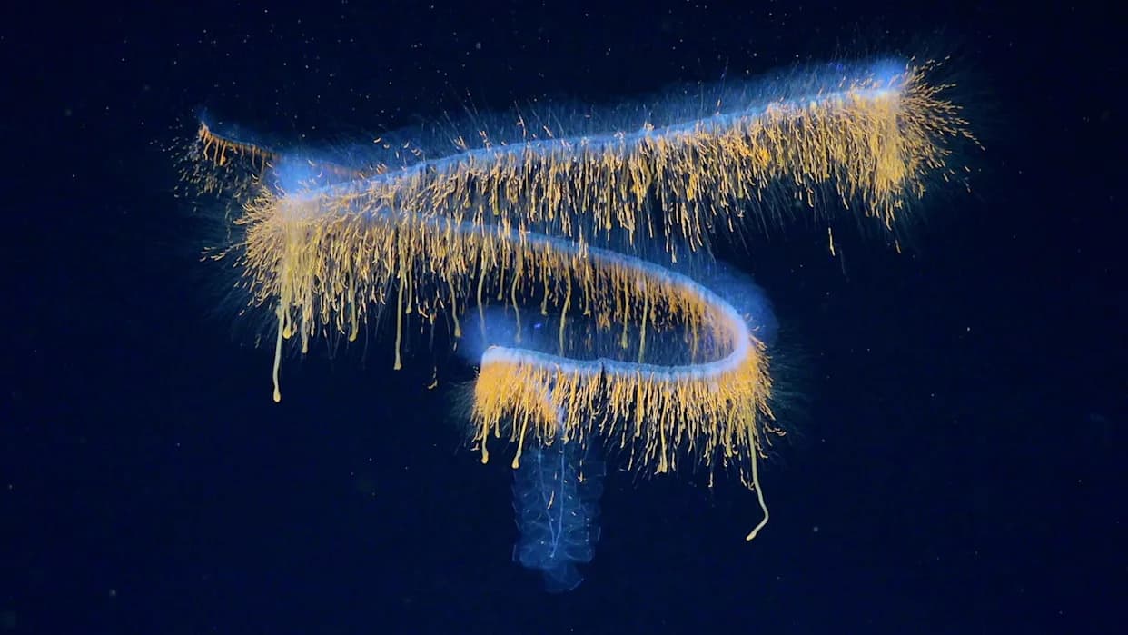 31 Nova Vrsta i Prvi 3D Snimak Živog Protista Snimljen Na Moru