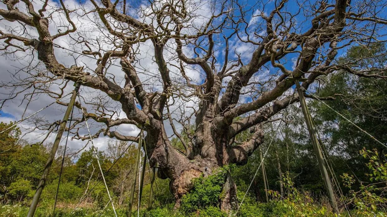 Antički "Major Oak" iz Sherwood Foresta uginuo — stručnjaci navode kombinaciju faktora