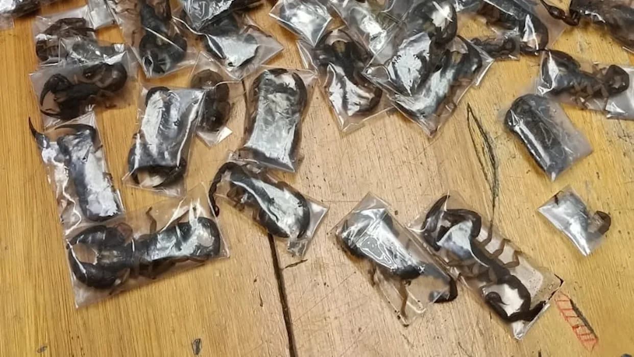 Kejptaun: Zaplenjeno 150 živih otrovnih škorpija — muškarac uhapšen