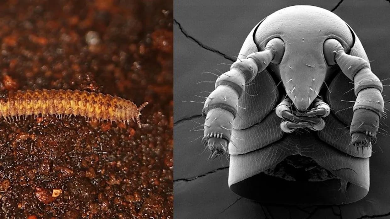 Stonoge Na Kopnu Pre Oko 460 Miliona Godina — Rešena Evoluciona Misterija