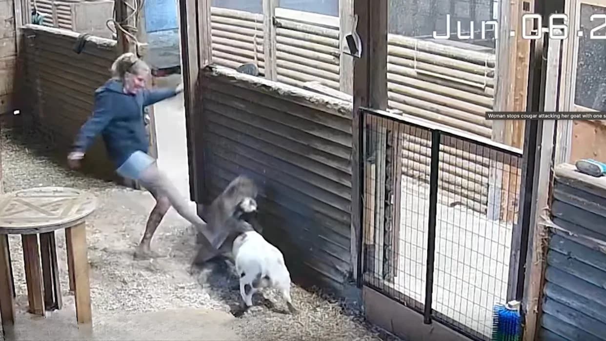 Poljoprivrednica Nogom Oterala Pumu I Spasla Jarče — Sve Snimljeno Kamerom