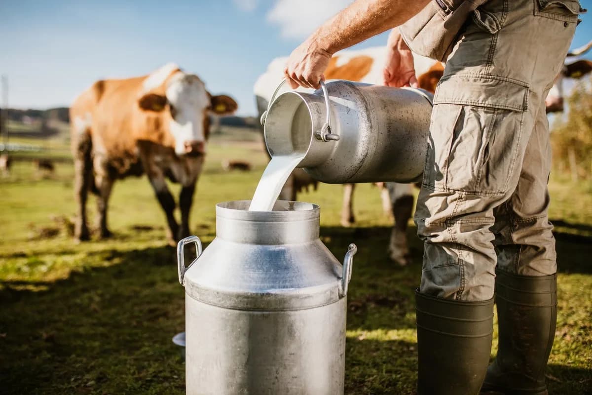 Nedostaje li mleko? Klimatske promene razređuju kvalitet i donose milijardske gubitke američkoj industriji