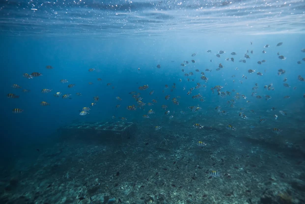 El Niño Se Vratio — Štetni Morski Toplotni Talasi Mogu Pogođati Polovinu Okeana Do 2026.