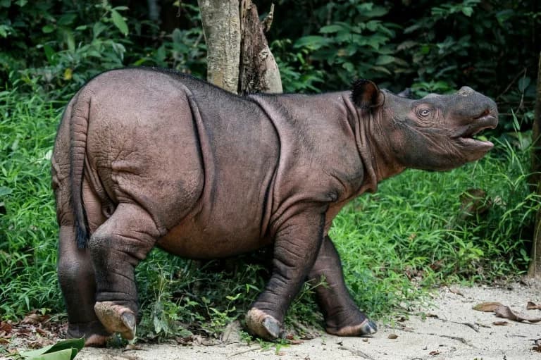 Indonezija pokušava da uhvati poslednjeg divljeg bornejskog nosoroga radi in vitro oplodnje