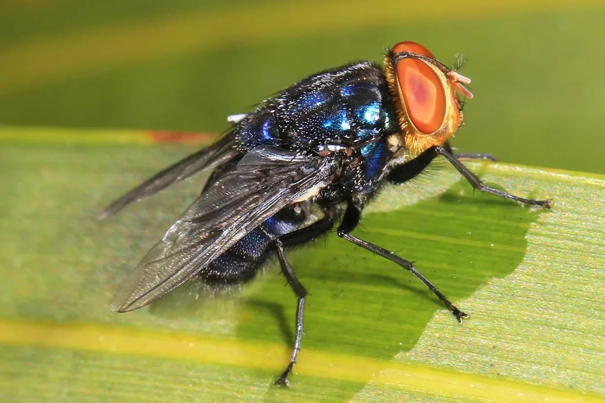 FDA Odobrila Drugu Vrstu "Medicinskih" Larvi — MEDIFLY Maggots Za Debridman Hroničnih Rana