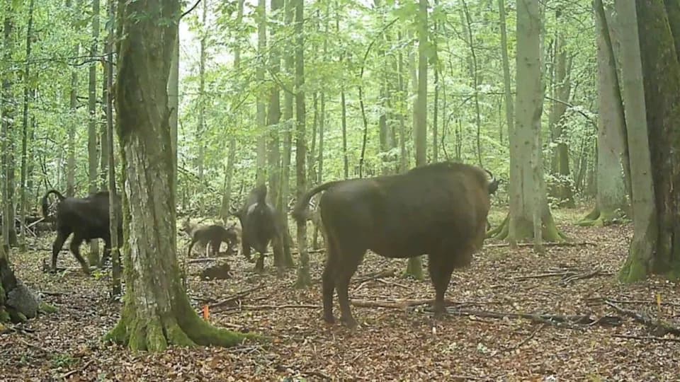Retki snimak: Krdo bizona brani novorođeno tele od vukova u prašumi Bialowieza