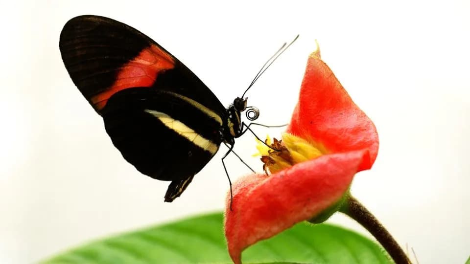Neobična strategija: neki tropski leptiri iz roda Heliconius žive i do 25 puta duže