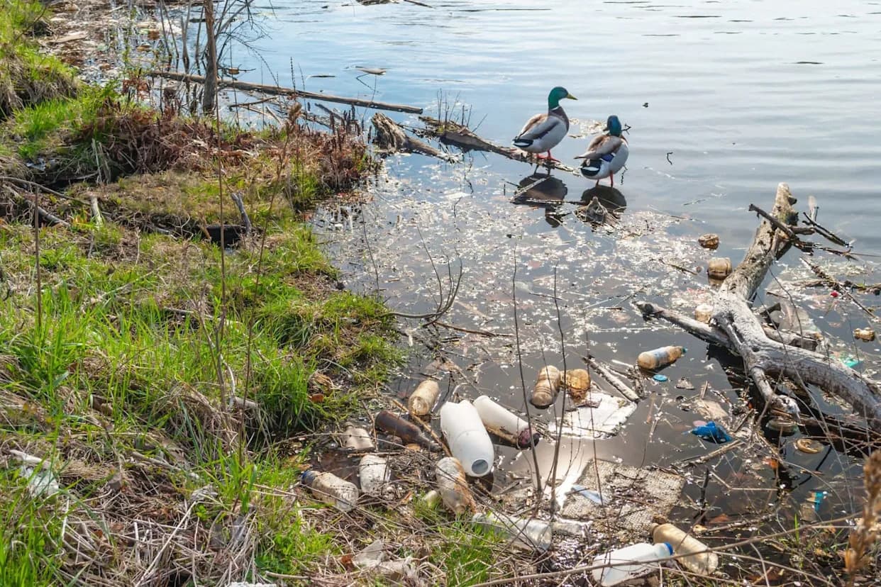 Mikroplastika u vodama Pensilvanije: Sedimenti se pune i u ruralnim slivovima
