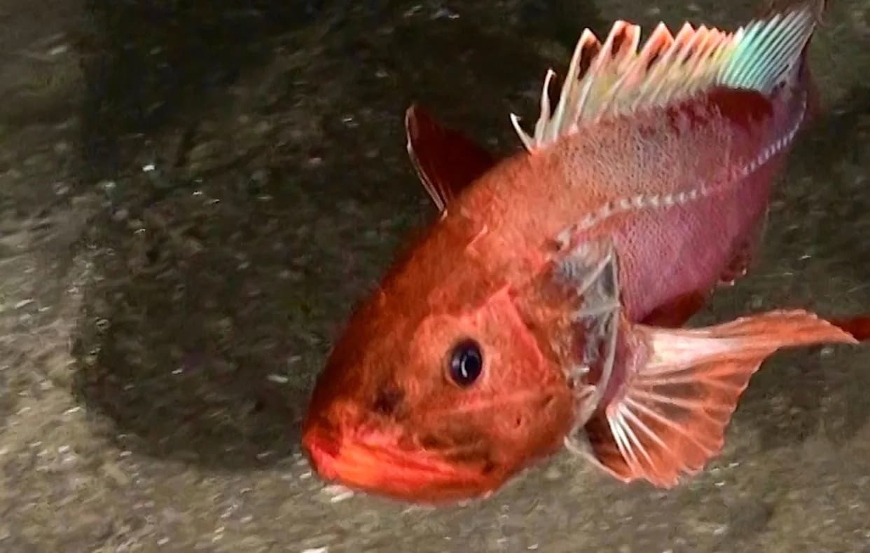 Prvi Pogled Iz Mraka: Oceana Objavila Žive Snimke Retkih Dubokooceanskih Vrsta