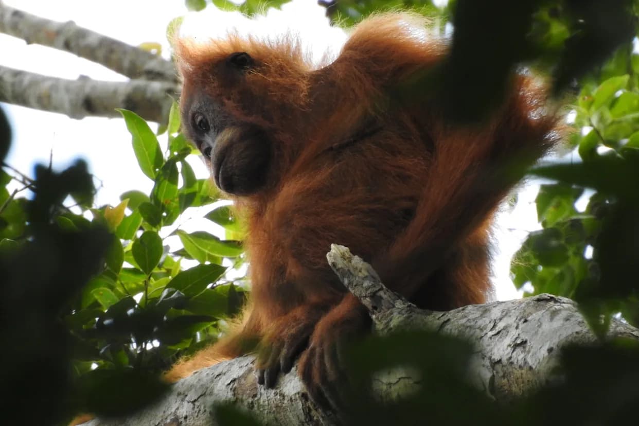 Oluja na Sumatri Mogla Ubiti 58 Tapanuli Orangutana — Naučnici Upozoravaju Na Direktan Uticaj Klimatske Krize
