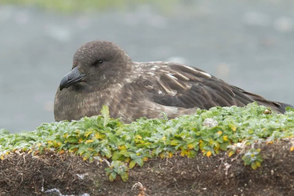 H5N1 Klade 2.3.4.4b Stigao U Australiju: Uginuli Skua Potvrđuje Proboj