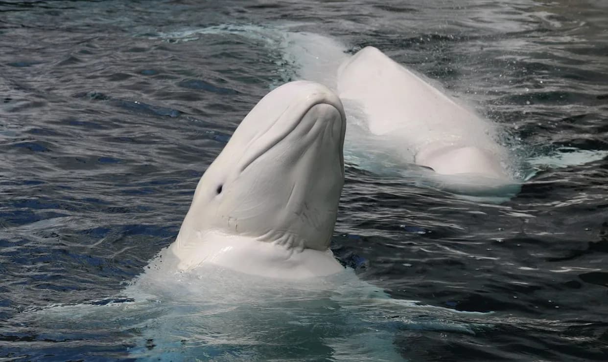 600 Beluga Otkrivaju Neočekivanu Strategiju Parenja Ispod Arktičkog Leda