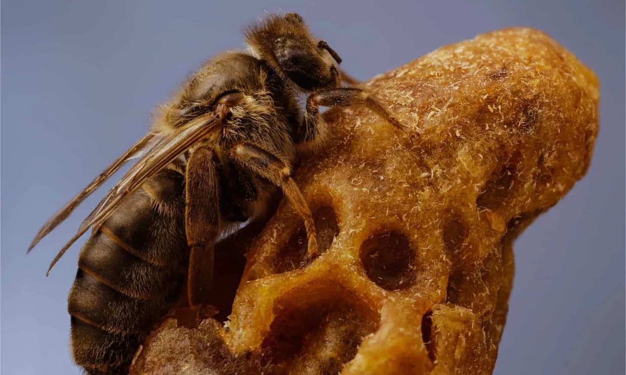 Šta Zaista Stvara Kraljicu Pčela? Nije Samo Kraljevska Želatina