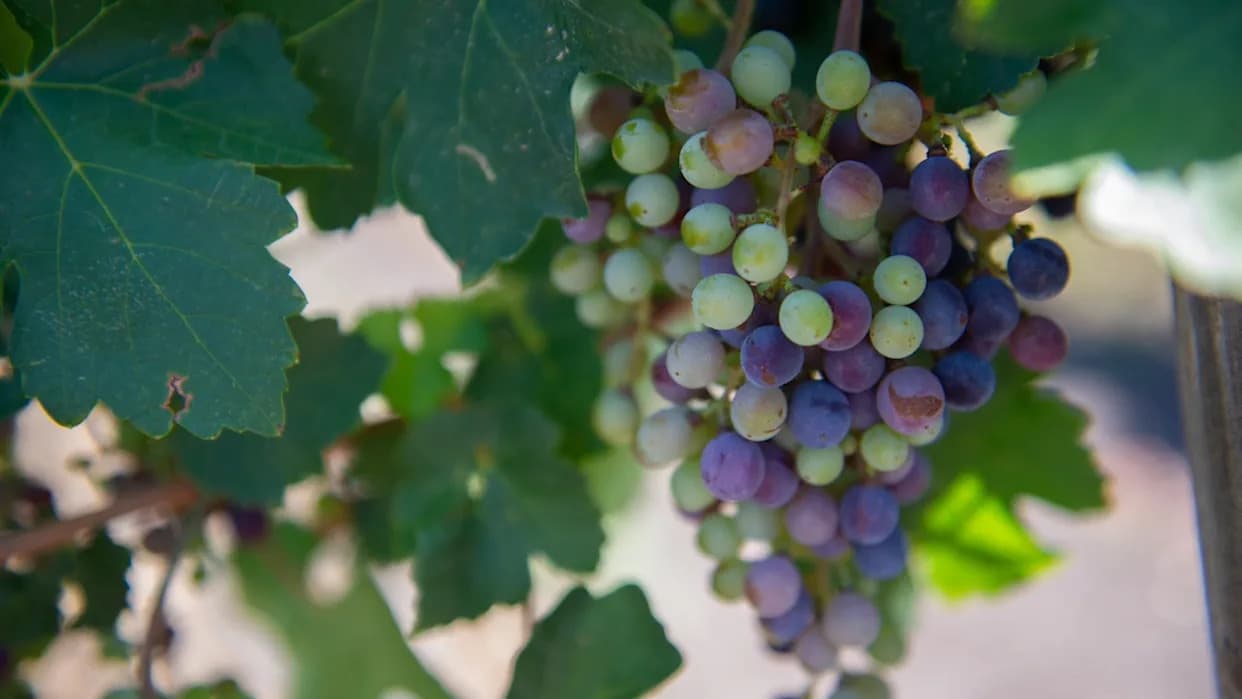 Semenke Vinske Loze Iz Teksasa Putuju U Svemir — Hoće Li Nastati Vino Od "Svemirskih" Semenki?
